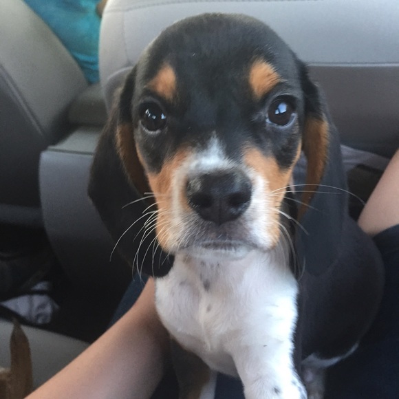 Meet your Posher, Lindsey - Picture 1 of 1