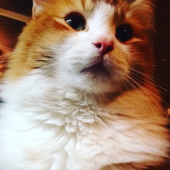 Meet your Posher, Sam ^_^ - Picture 3 of 4