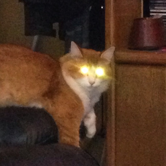 Meet your Posher, Sam ^_^ - Picture 4 of 4