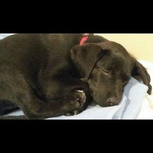 Meet your Posher, Abbey