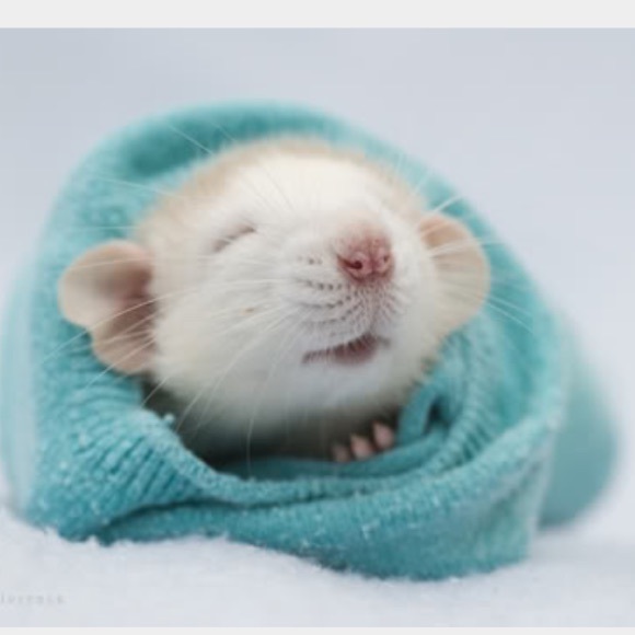 Meet your Posher, Abby - Picture 1 of 1