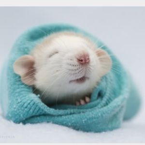 Meet your Posher, Abby