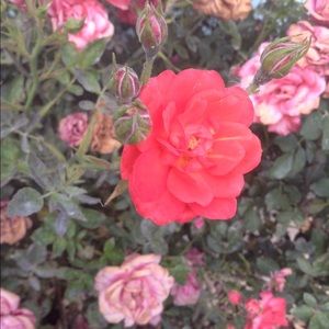 Meet your Posher, Sam