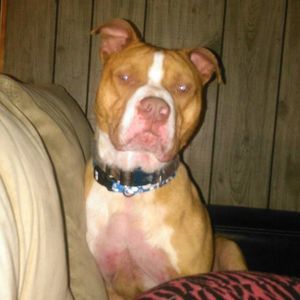 Meet your Posher, Robert