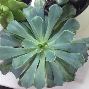 Meet your Posher, Victoria