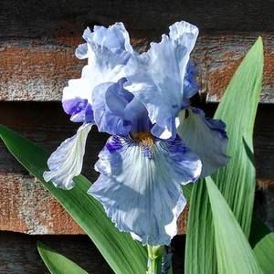 Meet your Posher, Marsha