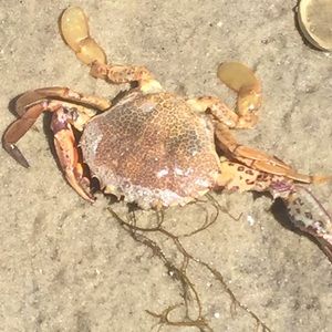 Meet your Posher, Suzanne