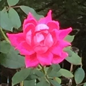 Meet your Posher, Holly