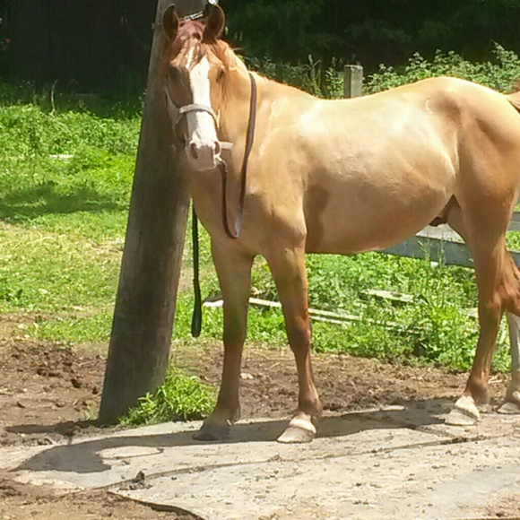 Meet your posher - Picture 3 of 4