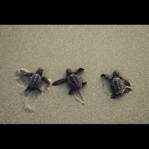 Meet your Posher, Bailey