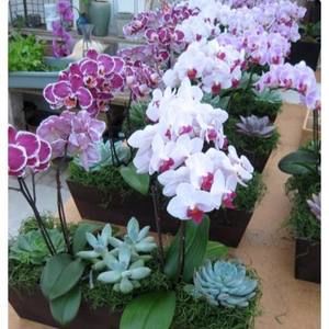 Meet your Posher, Dalia