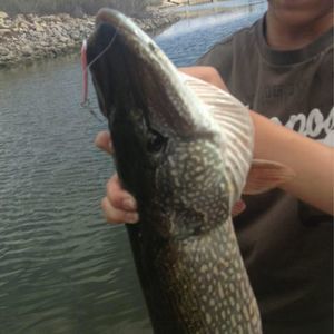 Meet your Posher, Drew