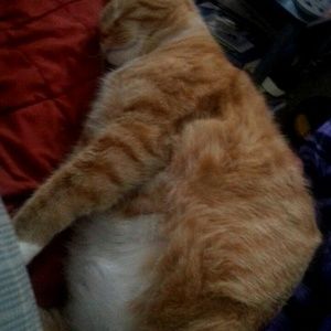 Meet your Posher, Bronwyn