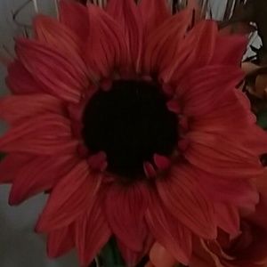 Meet your Posher, Martha