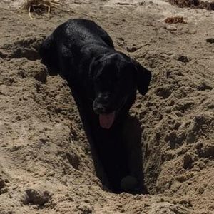 Meet your Posher, Alane