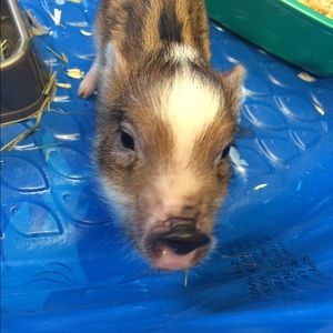 Meet your Posher, Cece
