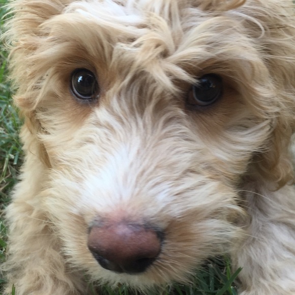 Meet your Posher, Christi