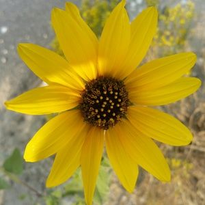 Meet your Posher, Randi