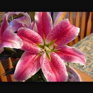 Meet your Posher, Kirstin