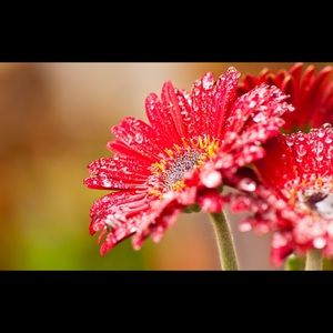 Meet your Posher, Concepcion