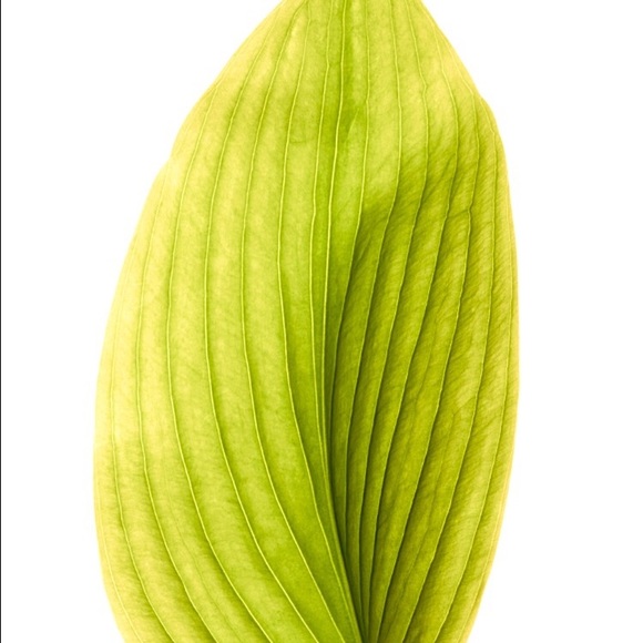 Meet your Posher, Selina