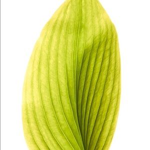 Meet your Posher, Selina