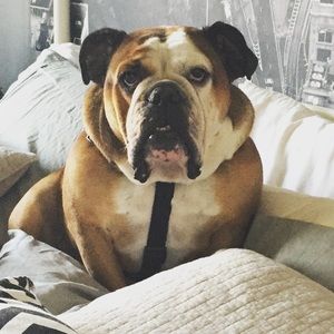 Meet your Posher, Holly