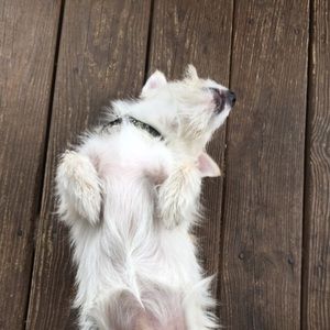 Meet your Posher, Ariel