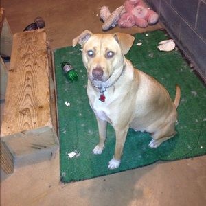 Meet your Posher, Glenda