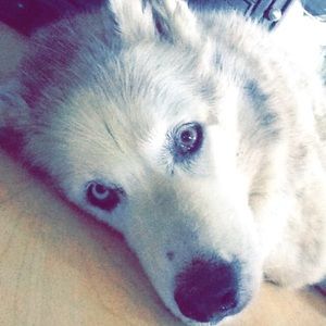 Meet your Posher, Iness