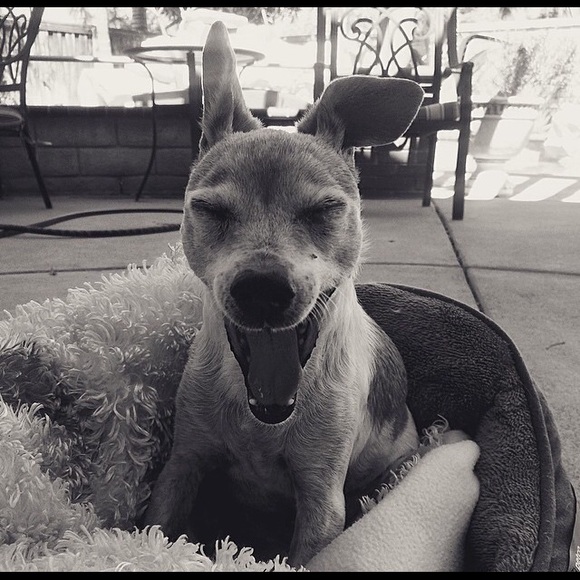 Meet your Posher, Paige