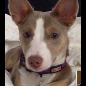 Meet your Posher, Holly