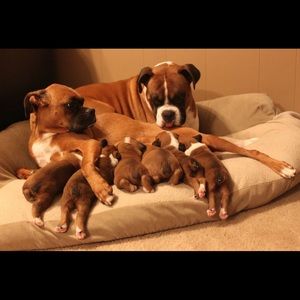 Meet your Posher, Bailey