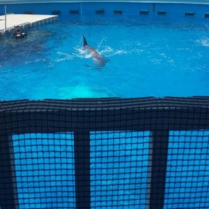 Meet your Posher, Tesha