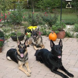 Meet your Posher, Oz