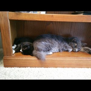 Meet your Posher, Skye