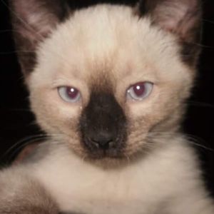 Meet your Posher, Marcene