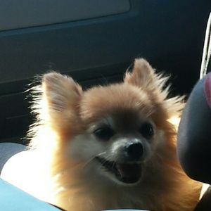 Meet your Posher, Alexis