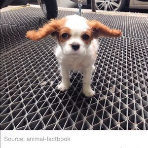 Meet your Posher, Falah