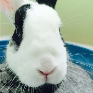 Meet your Posher, Dillon