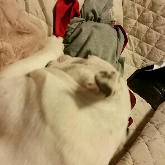 Meet your Posher, Billie - Picture 1 of 1