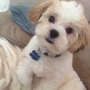 Meet your Posher, Susan