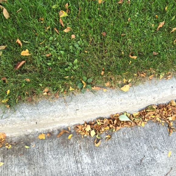 Meet your Posher, Cassidy - Picture 1 of 1