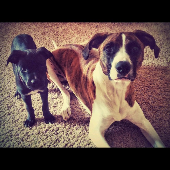 Julie ⭐️Posh compliant⭐️ - Picture 3 of 4