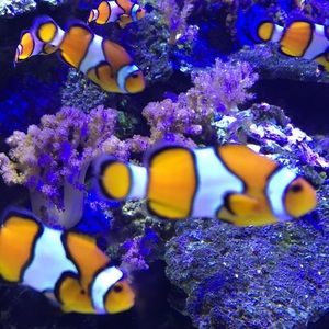 Meet your Posher, Jodi