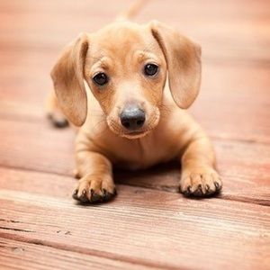 Meet your Posher, Jo