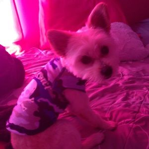 Meet your Posher, Analise