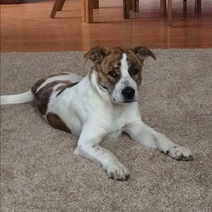 Meet your Posher, Lacey