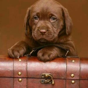 Meet your Posher, Karen