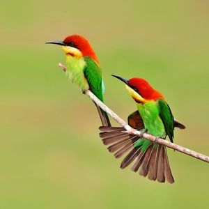 Meet your Posher, Mitzi